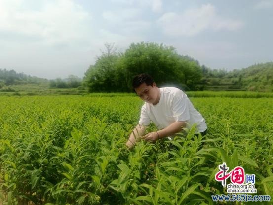 赵品河：黄土产“白金” 让玉竹产业在湘西开花